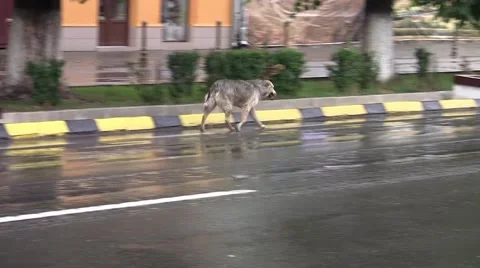 Stray Dog walking down a city street 01 Vídeos de archivo 55630775