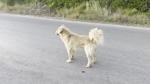 Stray dog walking on a road during a summer evening in Greece Stock Footage 345170696