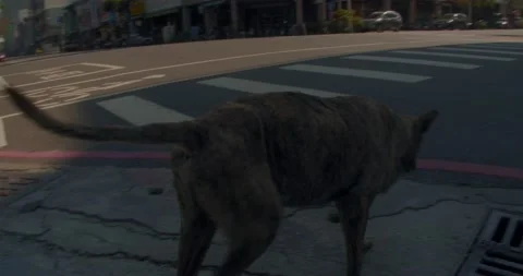 Stray Dog Walking On Road Under Glowing Summer Sunlight Stock Footage 230915077