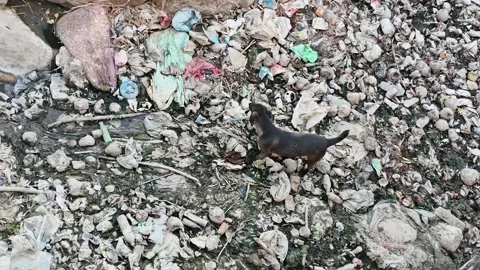 Stray Dog Walking Through Garbage Dump Area Stock Footage 330278984