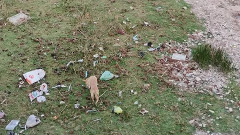 Stray Dog Walking Through Garbage Dump Area Видео 330325328