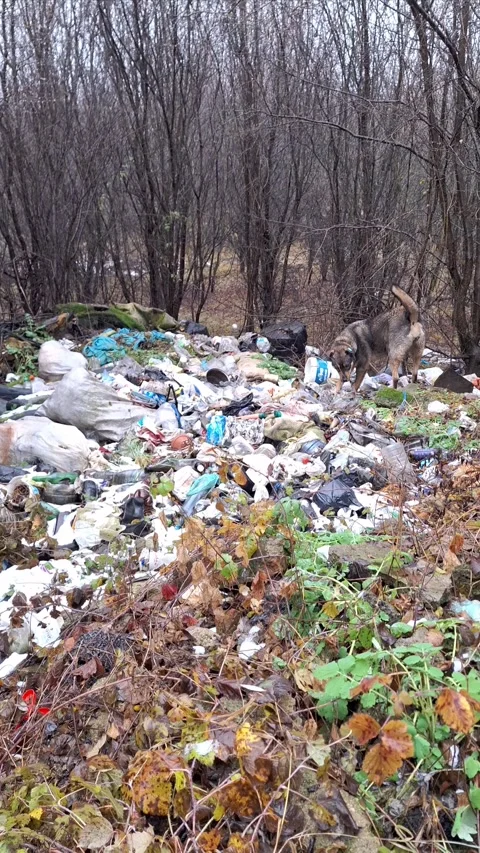 Stray Dog Walking Through Large Amount of Litter in Nature Stock Footage 294541619