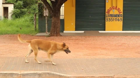 Stray Dog Wanders The Streets Of A Poverish Neighborhood Stock Footage 45282695