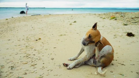 Stray dog on white sandy beach 스톡 동영상 332380567