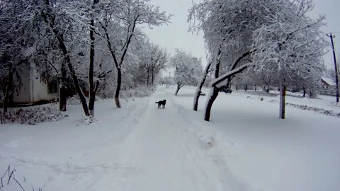 Stray dog in winter Stock Footage 132689545