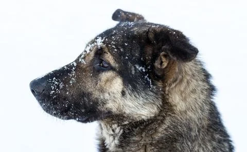Stray dog in winter Stock Photos