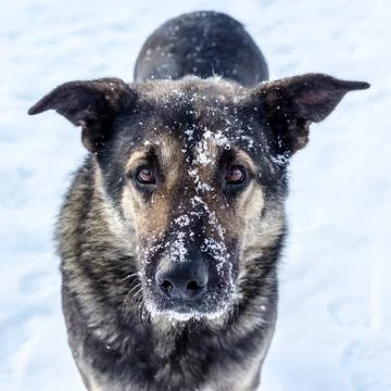 Stray dog in winter Stock-Fotos