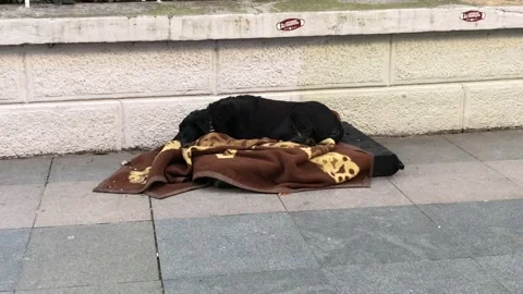 Stray dog wrapped in a blanket Video stock 146046994