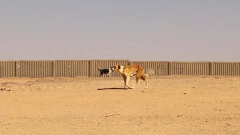 Stray dogs barked at me when I entered their area to protect their puppies. Stock Footage 255697576