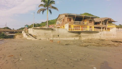 Stray Dogs On The Beach Stock Footage 93166758