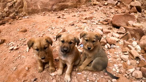 Stray dogs between the ancient mountains of Petra. Stock Footage 144059234