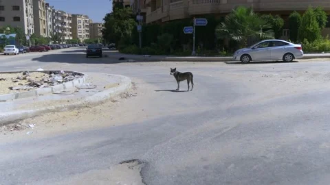 Stray Dogs In Cairo, Egypt Stock Footage 158194838