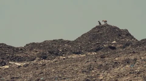 Stray dogs at dump in India. Stock Footage 10984450