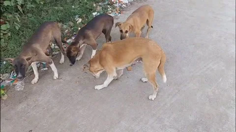 Stray Dogs Eating Biscuits On Indian Street Roadside Stock Footage 346583561
