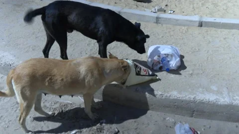 Stray Dogs Eating Trash In Cairo, Egypt Stock Footage 158194754