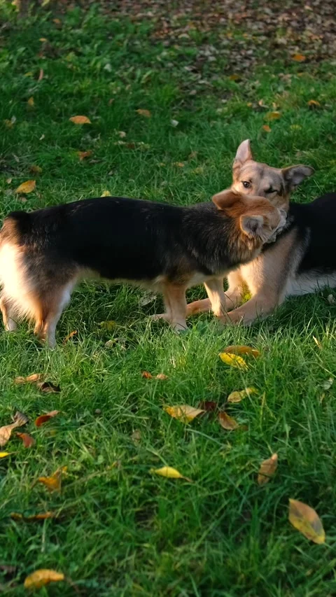 Stray dogs fight for a sock on the green grass on an autumn day in the Park.. Stock Footage 291956053