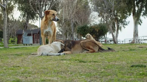 Stray Dogs Stock Footage 150470942