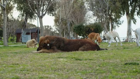 Stray Dogs Stock Footage 150472768