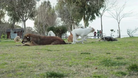 Stray Dogs Stock Footage 150491982