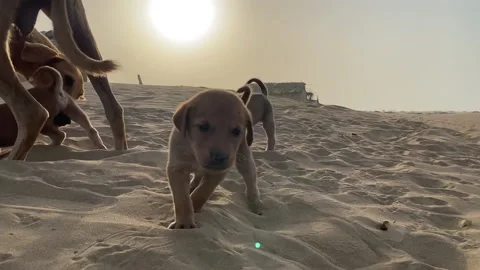 Stray dogs Stock Footage 201950670