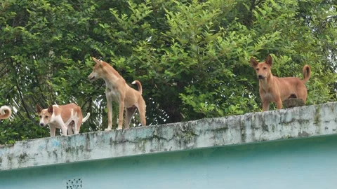 Stray dogs Stock Footage 346130851