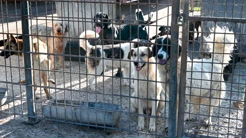 Stray dogs in living in terrible conditi... | Stock Video | Pond5