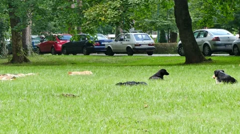 Stray dogs lying on grass in the park Stock Footage 42132245