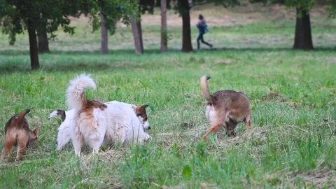 Stray dogs in the park Video stock 77481348