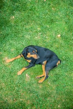 Stray dogs in the park. Selective focus. Stock Photos