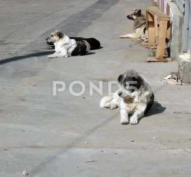 Stray dogs Stock Photos