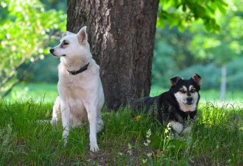 Stray dogs Stock Photos
