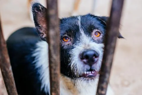 Stray dogs Fotos Stock