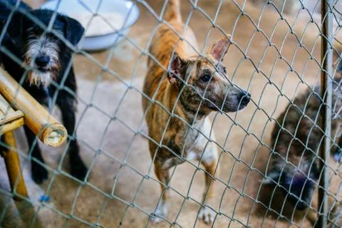 Stray dogs Foto stock