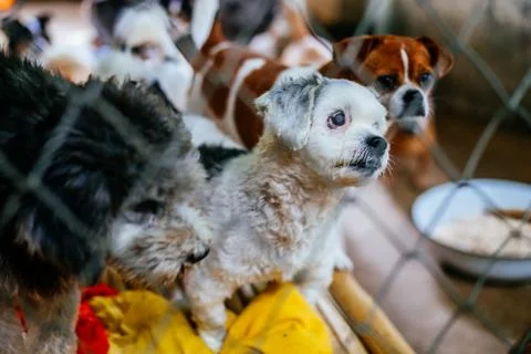 Stray dogs 스톡 사진