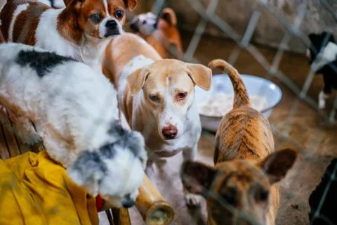 Stray dogs 스톡 사진