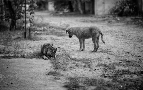 Stray dogs. Stock Photos