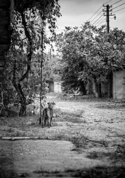 Stray dogs. Stock Photos