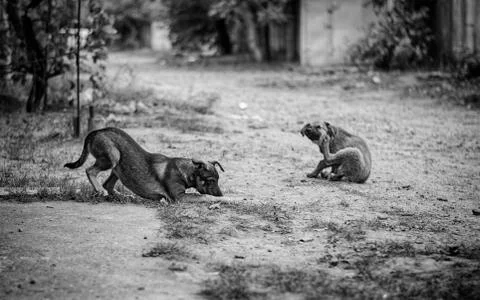 Stray dogs. Stock Photos