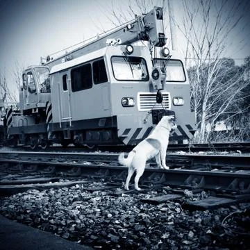 Stray dogs Stock Photos