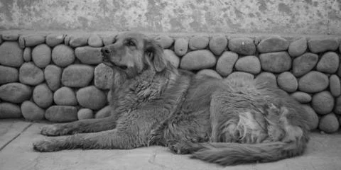 Stray dogs Foto stock