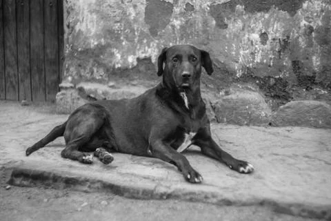 Stray dogs Stock-Fotos