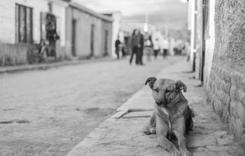 Stray dogs Stock Photos