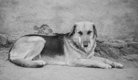 Stray dogs Stock Photos