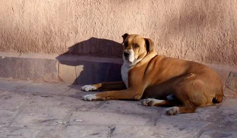 Stray dogs Stock-Fotos
