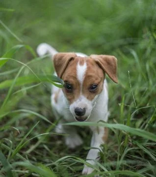 Stray dogs Stock Photos