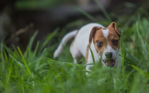Stray dogs Stock-Fotos