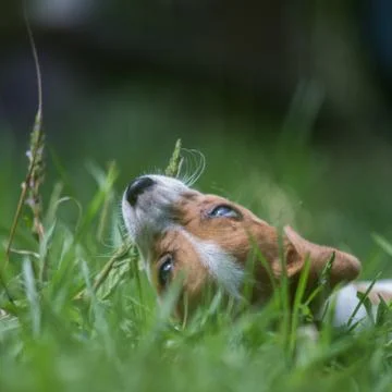 Stray dogs Foto stock