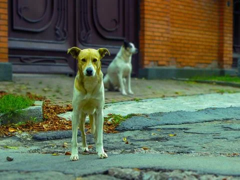 Stray dogs Stock Photos