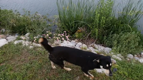 Stray dogs playing Stock Footage 50543001