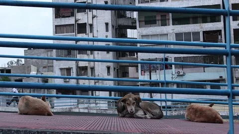 Stray-dogs-rest-on-a-ramp-at-train-station-while-a-man-walks-in-the-backgroun Video stock 93294970